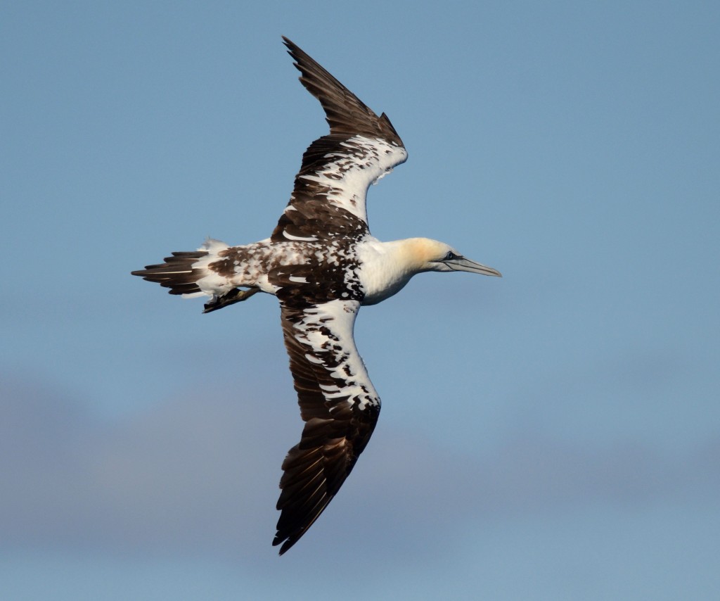 Immature Gannet by Geoff Carr