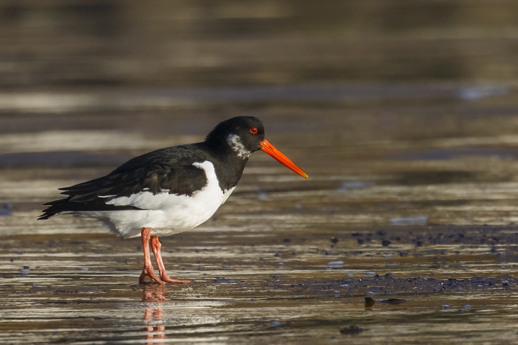 Oystercatcher, South Landing, by Andrew Allport