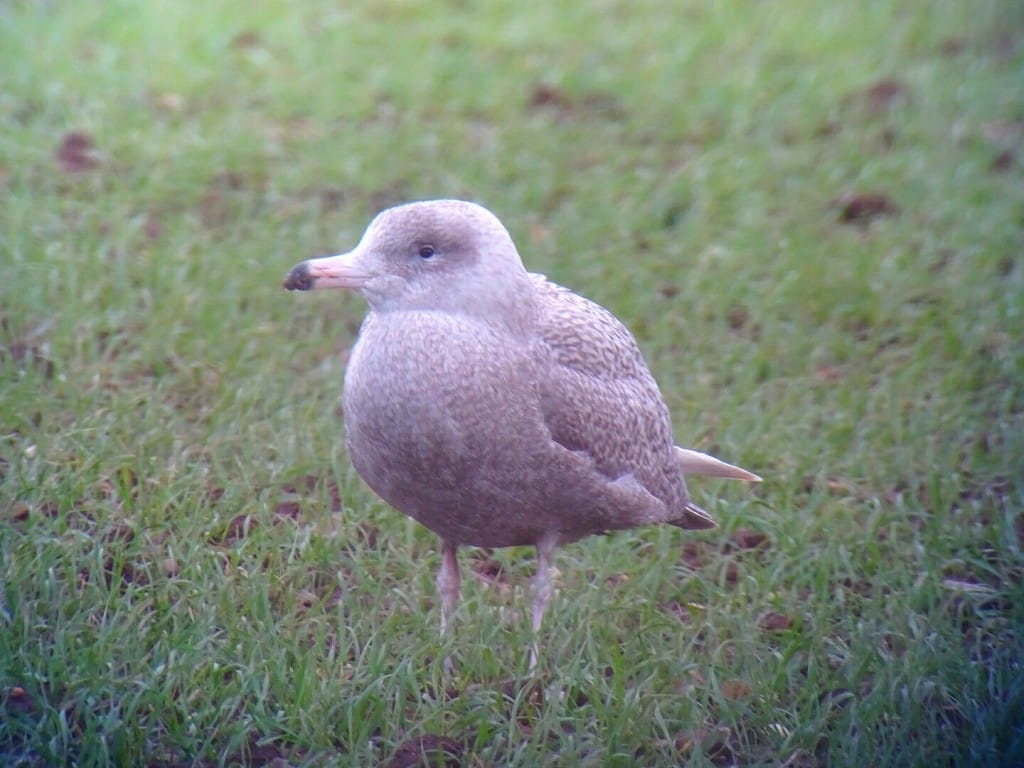 Glaucous Gull, Outer Head, by Andy Hood