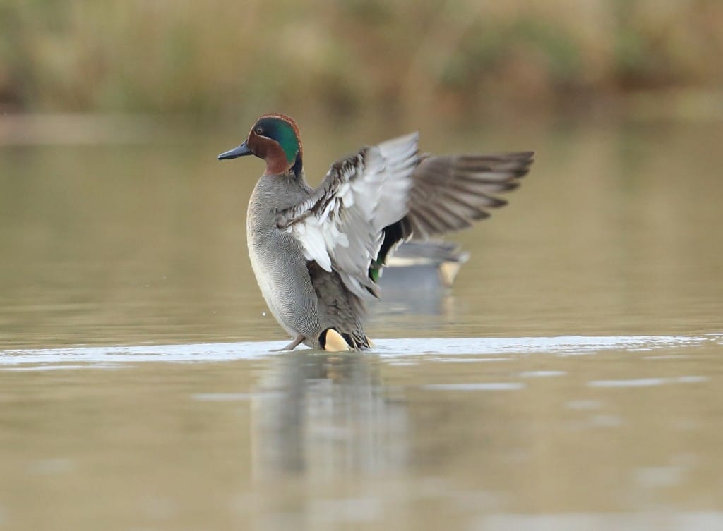 Teal, Thornwick Pools, by Alan Walkington