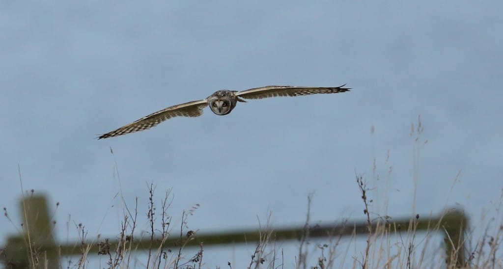 Short-eared Owl, Bempton Cliffs RSPB, by Alan Walkington