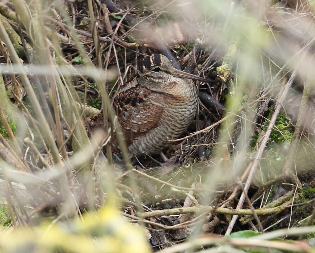 Woodcock, South Landing, by Alan Walkington
