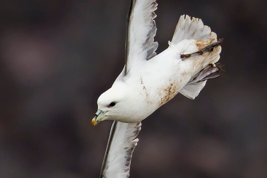 Fulmar, outer head, by Andrew Allport