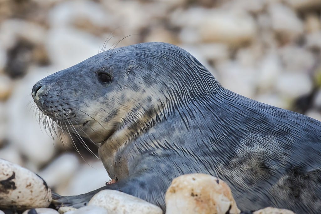 Grey Seal, South Landing, by Andrew Allport