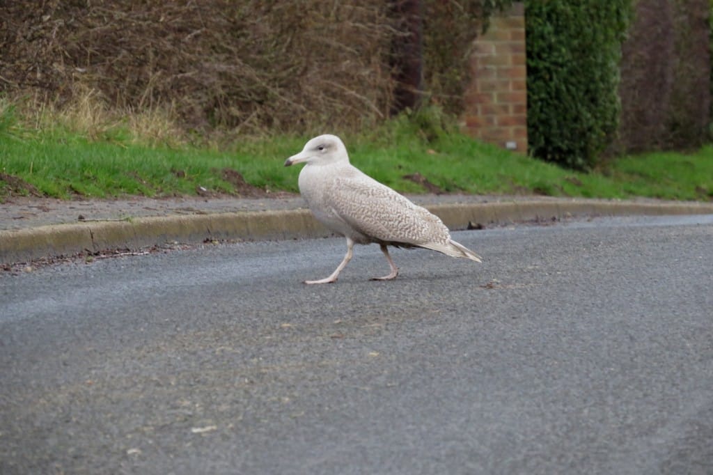 Glaucous Gull, Lighthouse Road, by Max & Paula Webber