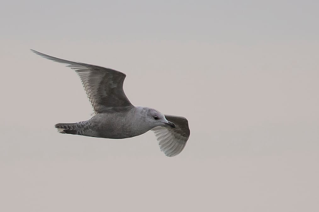 Iceland Gull, Fog Station, by Andrew Allport