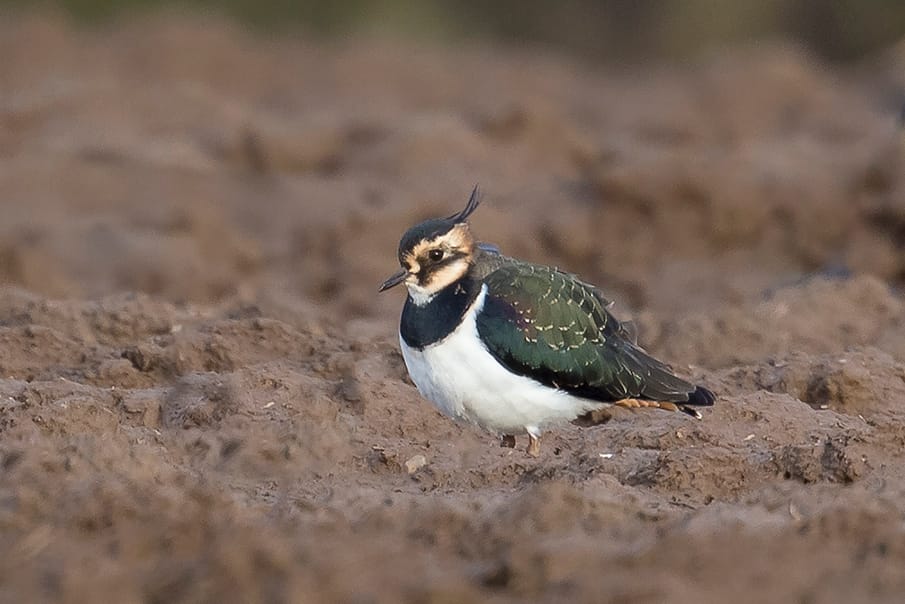 Lapwing, North Dykes, by Andrew Allport