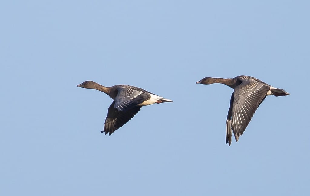 Pink-footed Geese, outer head, by Andrew Allport