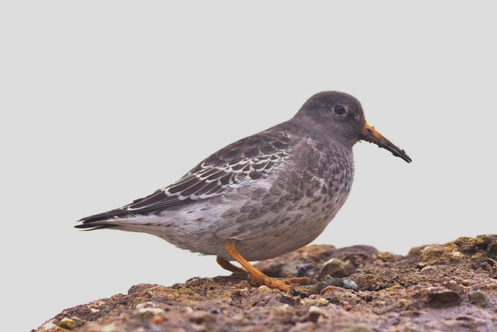 Purple Sandpiper, South Landing, by Andy Hood