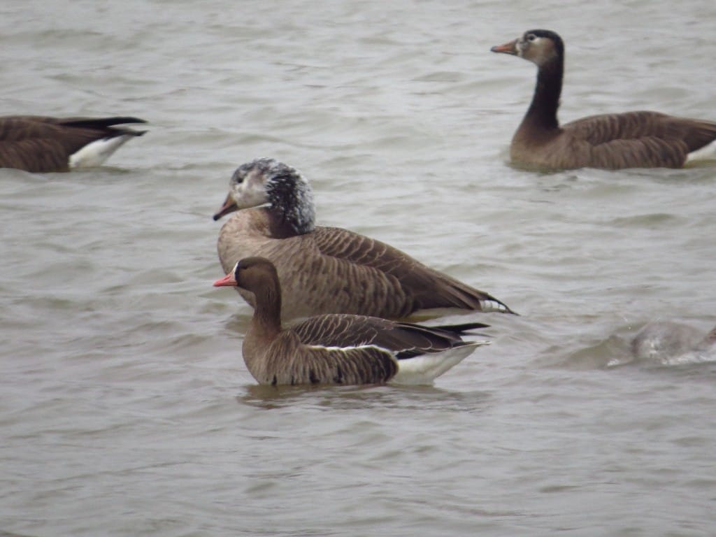 White-fronted Goose, Thornwick Pools, by Brett Richards