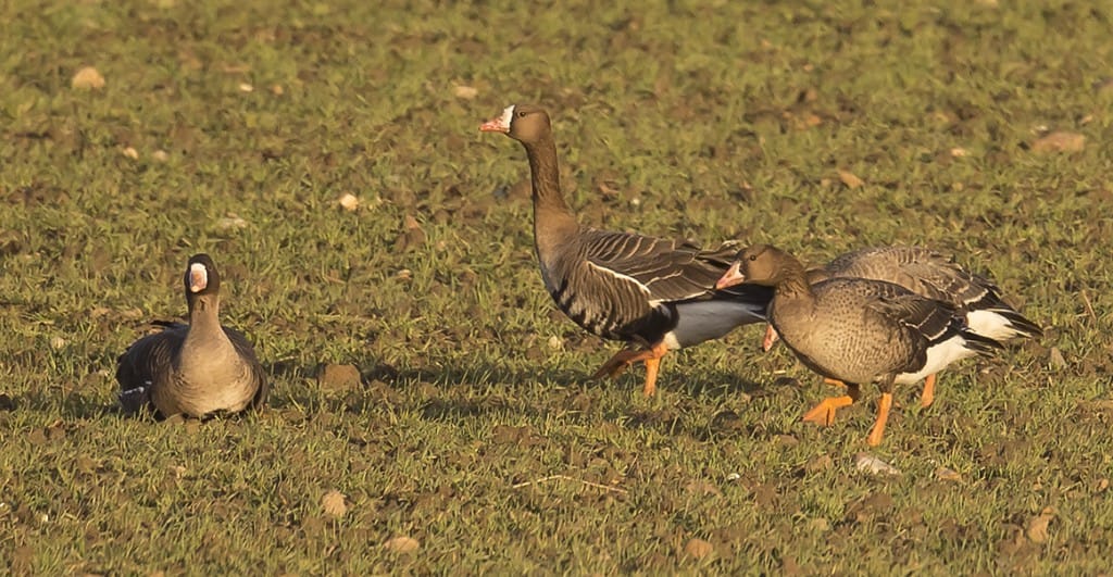 White-fronted Geese, North Marsh, by Andrew Allport 