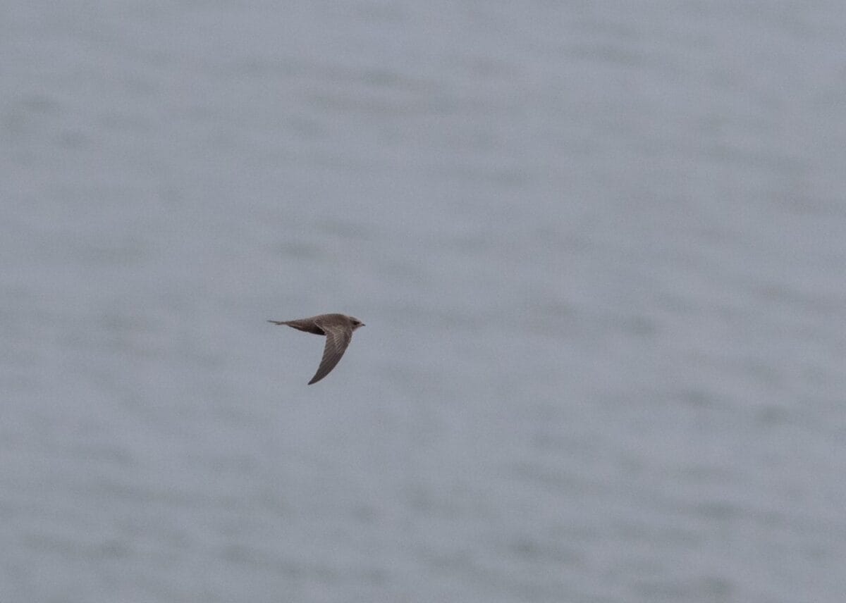 30th October 2022 - Flamborough Bird Observatory