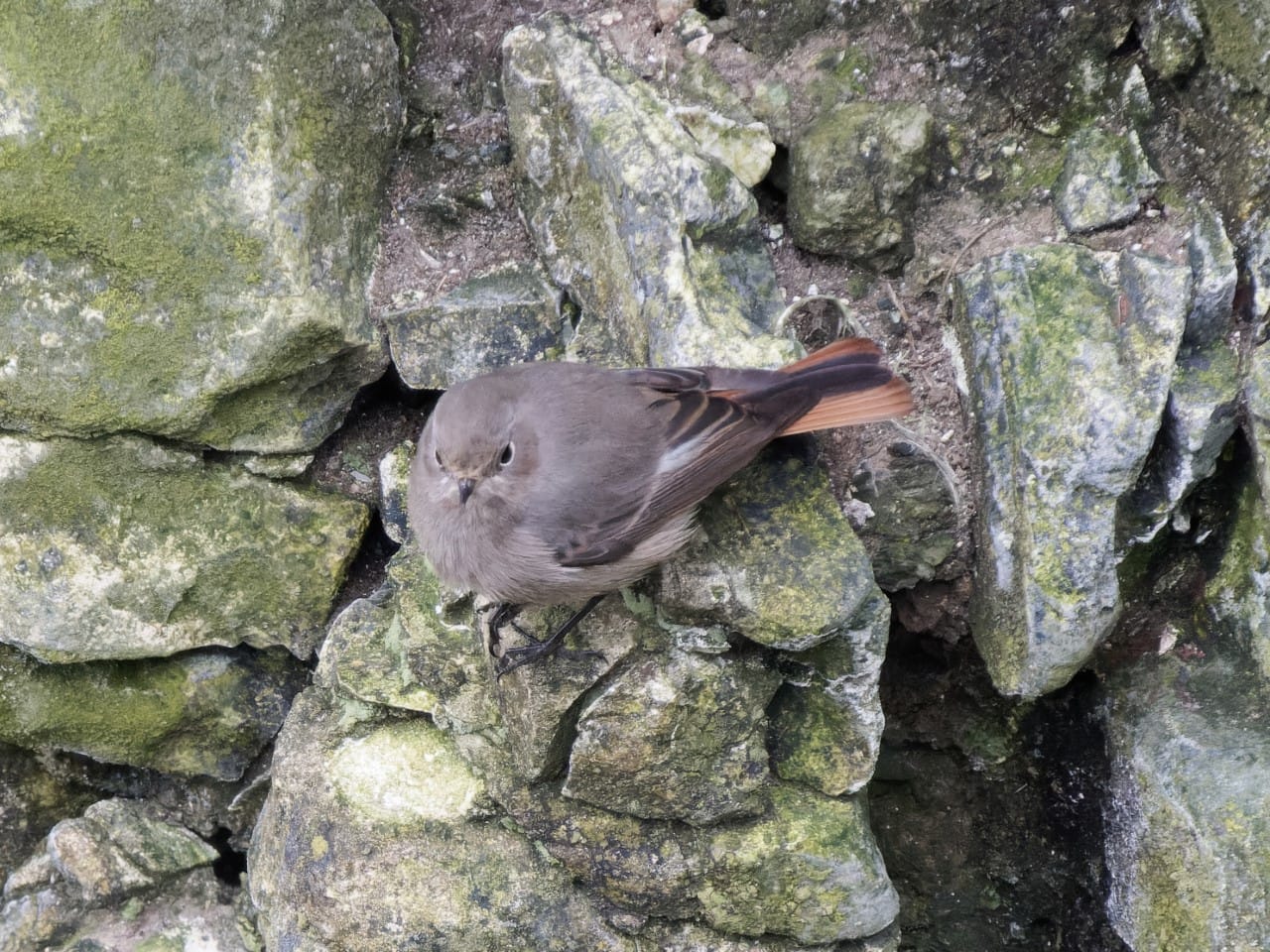 4th February 2023 - Flamborough Bird Observatory
