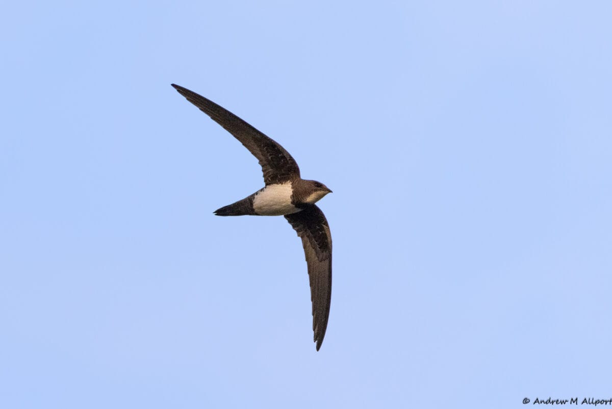 Swift Rspb Images 22nd March 2023 - Flamborough Bird Observatory