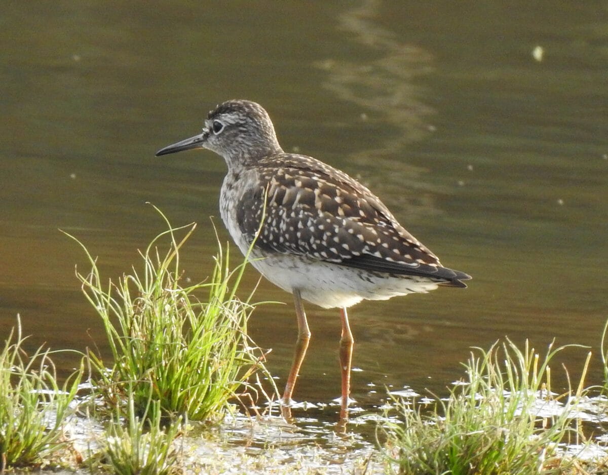 Swift Rspb Images 14th August 2023 - Flamborough Bird Observatory