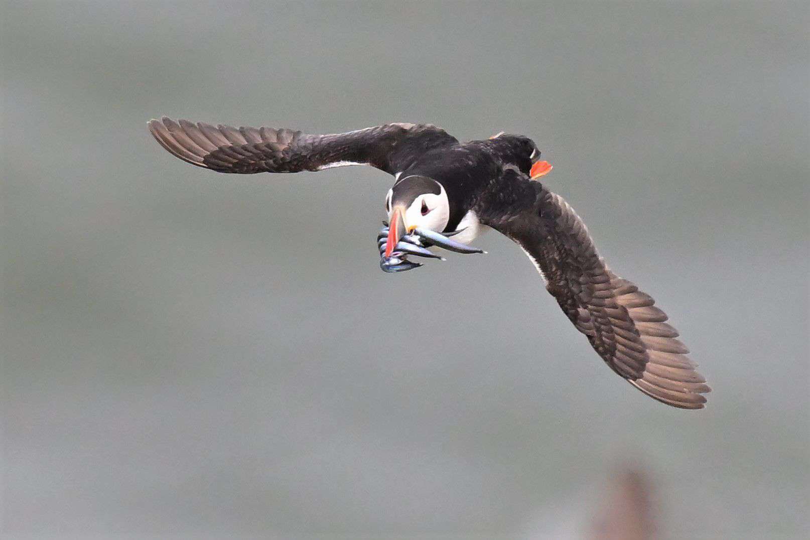 Puffin Rspb Recent Daily Highlights - Flamborough Bird Observatory