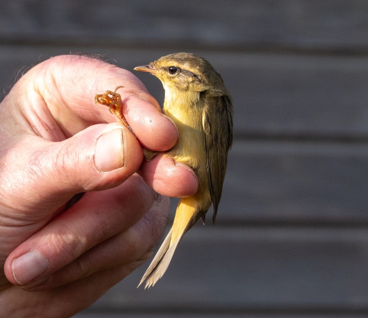 Warbler Ringing Ringing Diary - Flamborough Bird Observatory