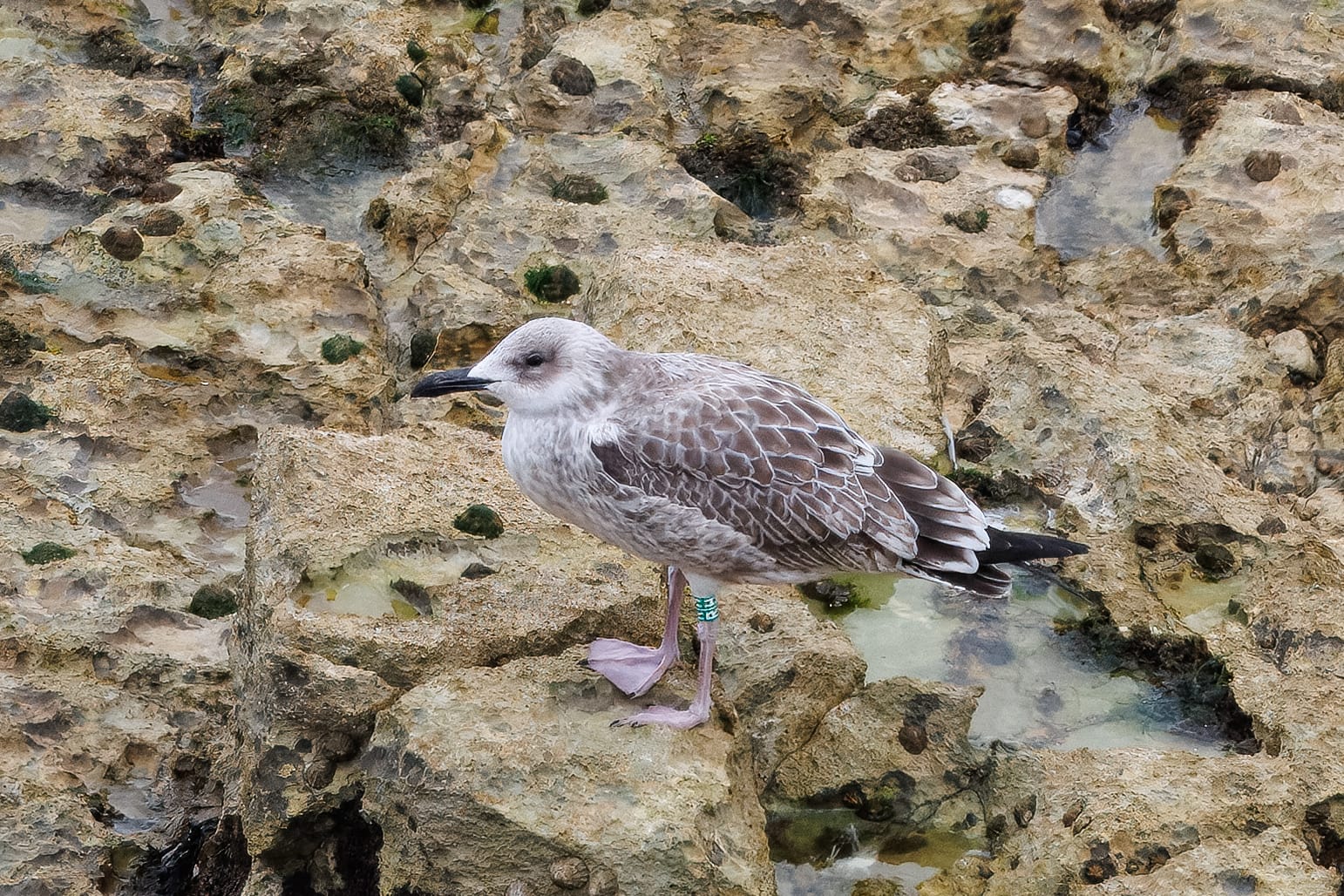 29th-july-2025-flamborough-bird-observatory