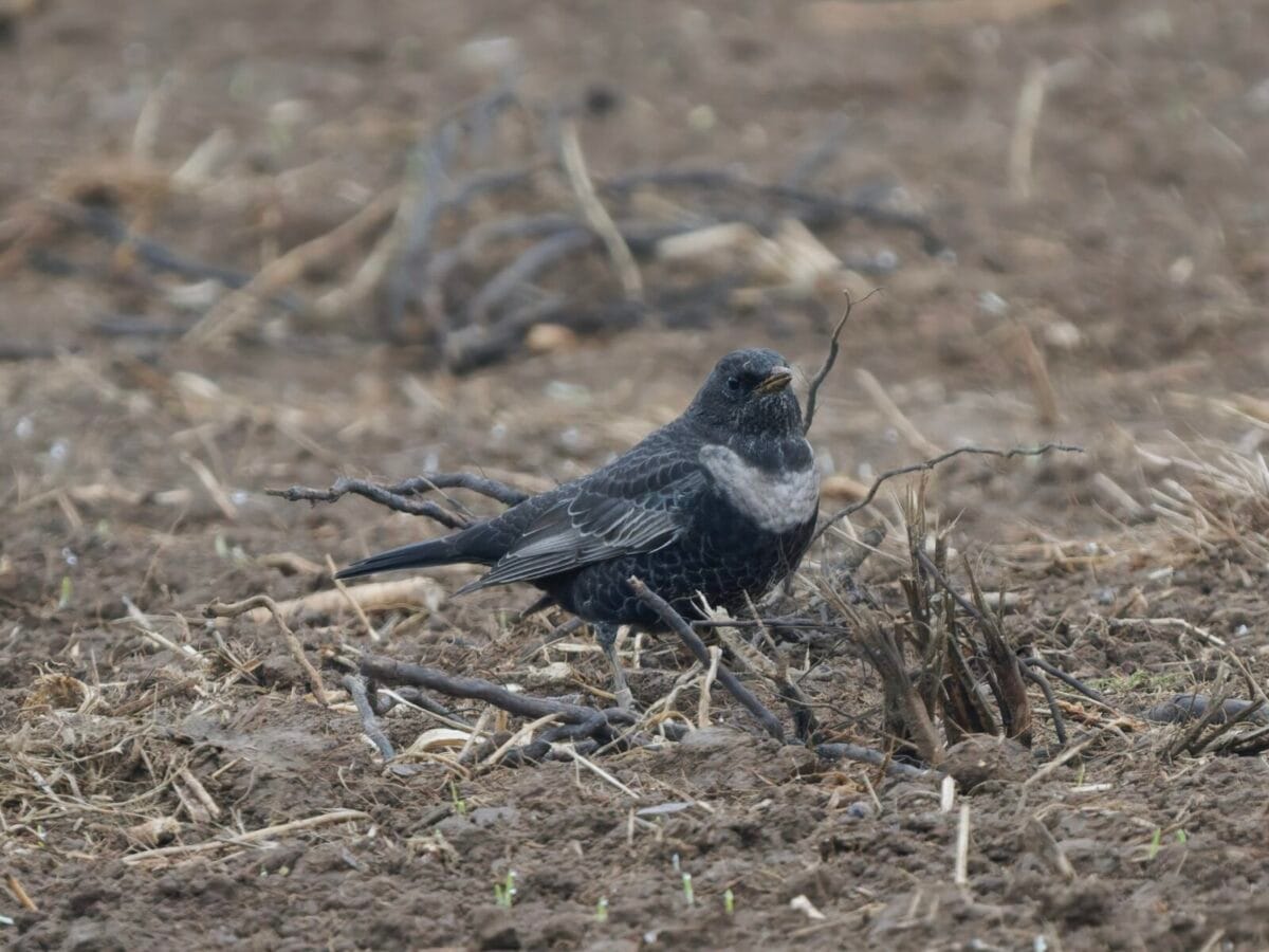 Ring Ouzel Rspb 20th October 2025 - Flamborough Bird Observatory