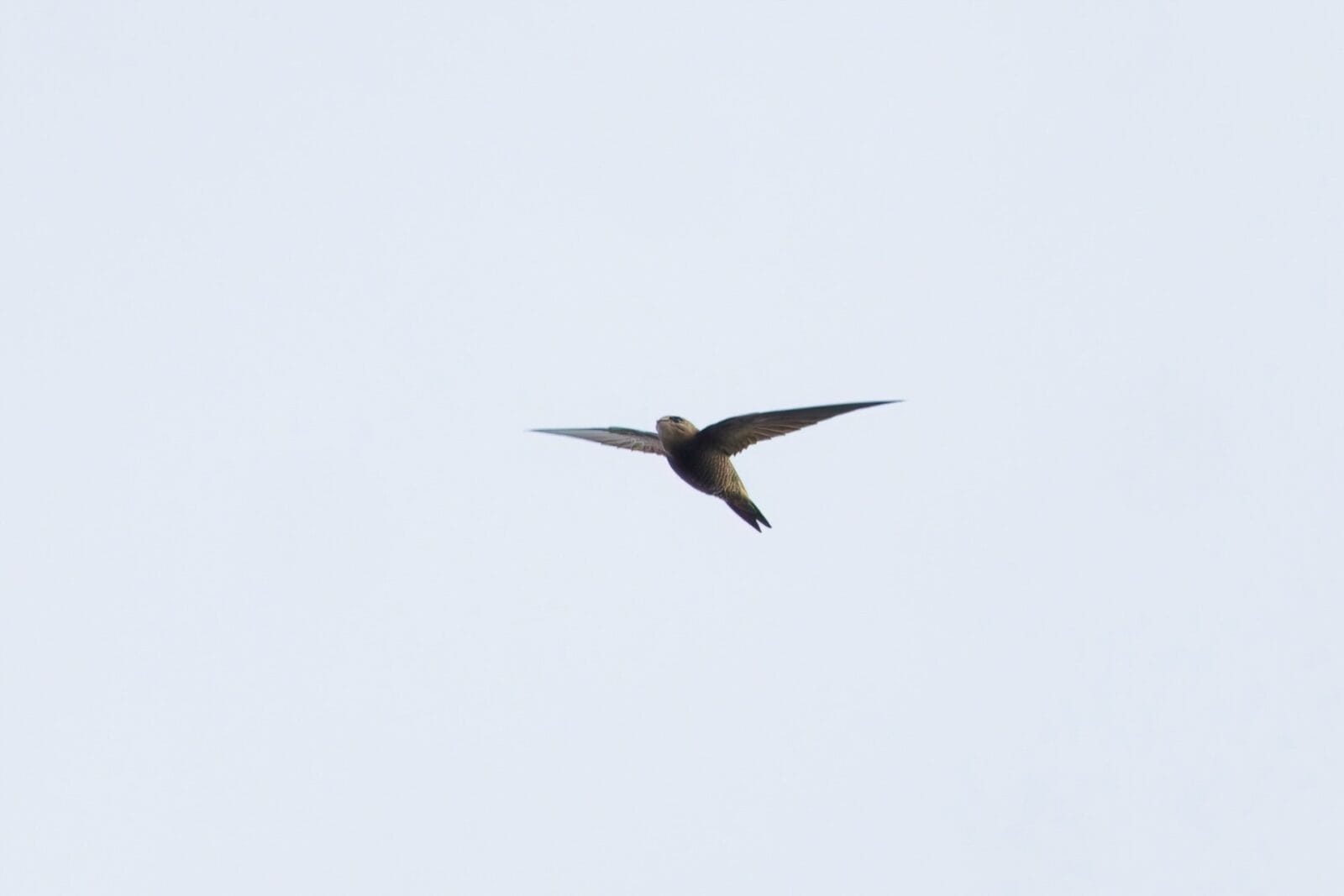 8th November 2025 - Flamborough Bird Observatory