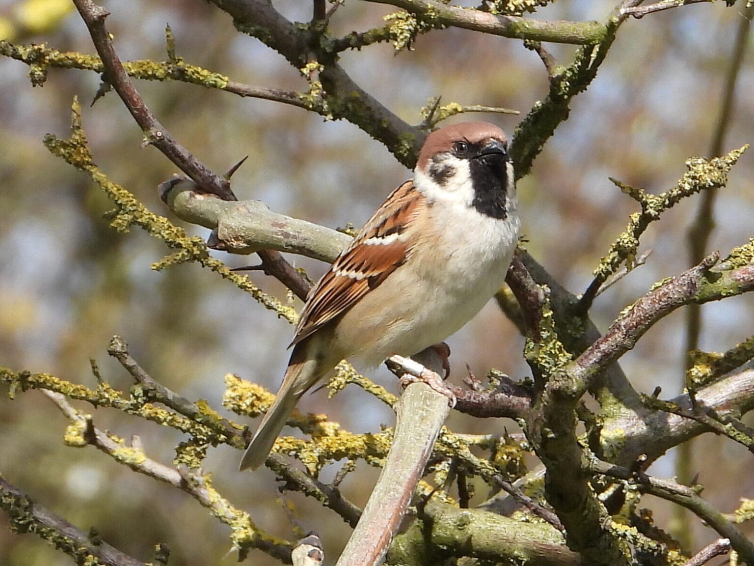 Tree Sparrow Rspb 25th April 2026 - Flamborough Bird Observatory